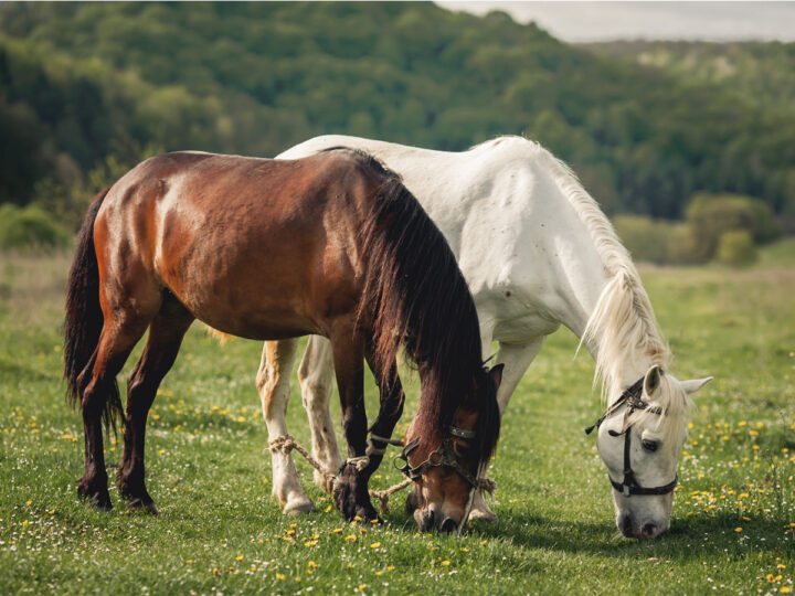 Rearing horses are more easier but expensive