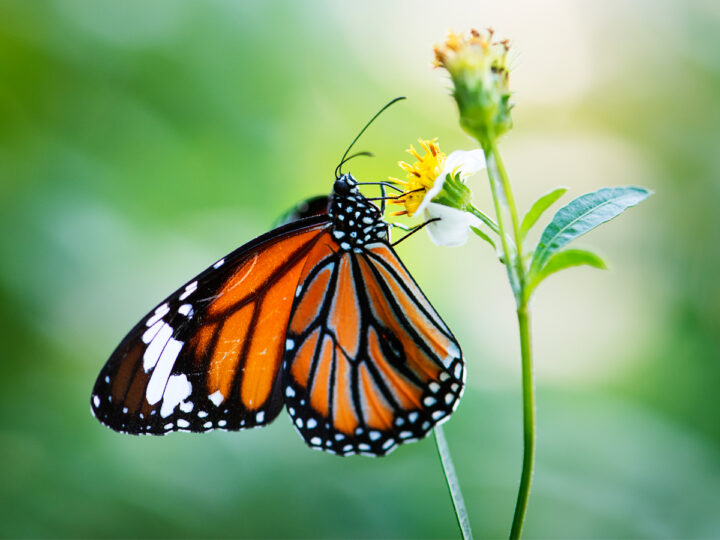 Newly habitat is hard for butterflies to live