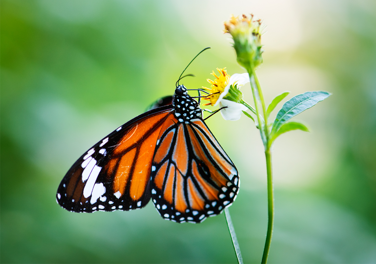 Newly habitat is hard for butterflies to live